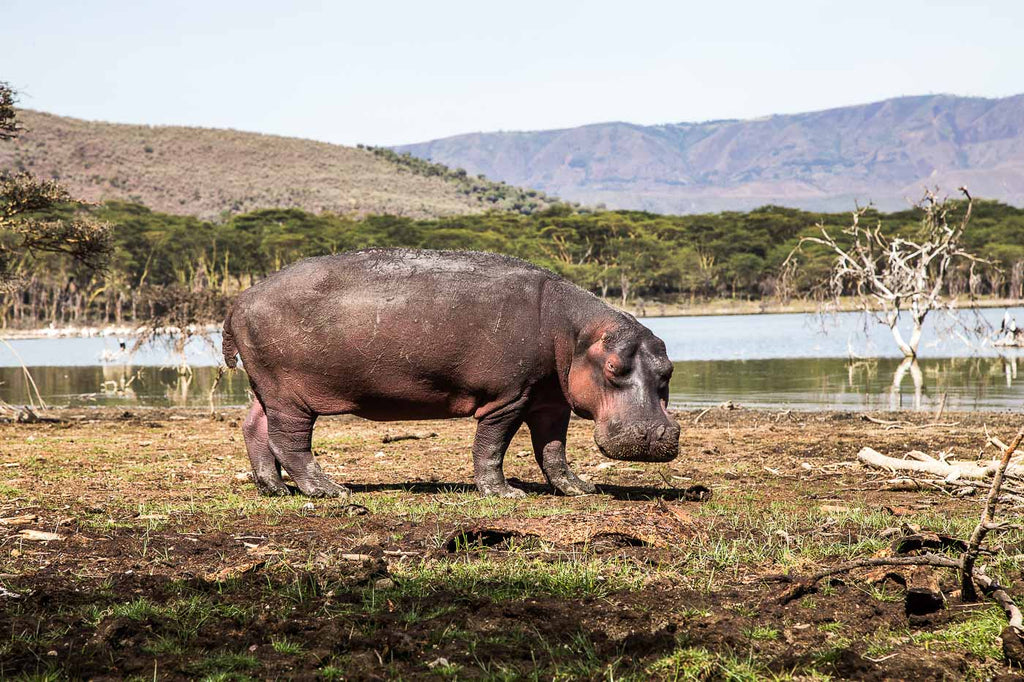 Oserengoni Wildlife Sanctuary