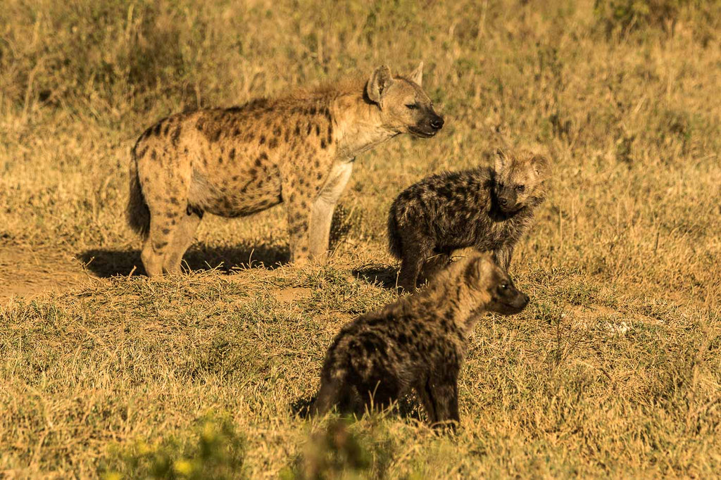 Oserengoni Wildlife Sanctuary
