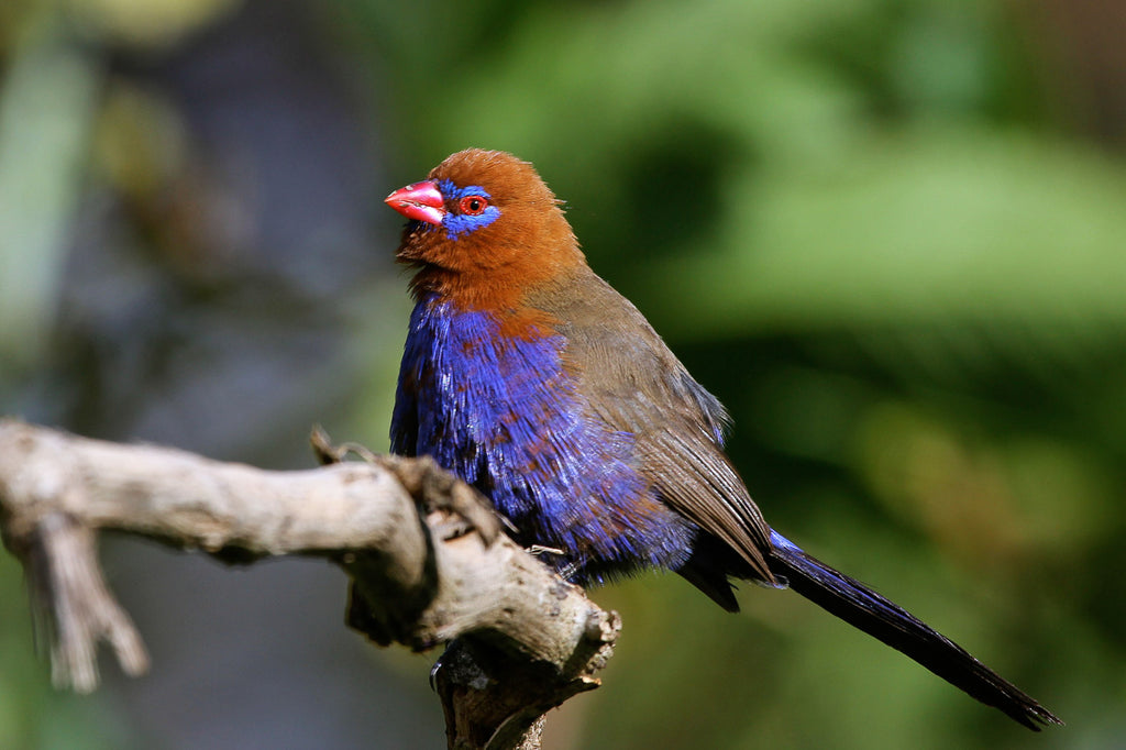 Oserengoni Wildlife Sanctuary
