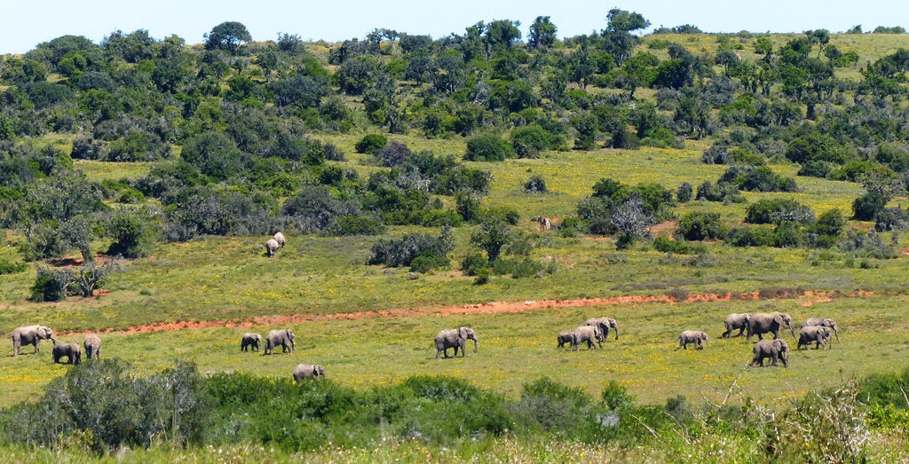Game Drives gallery image 4