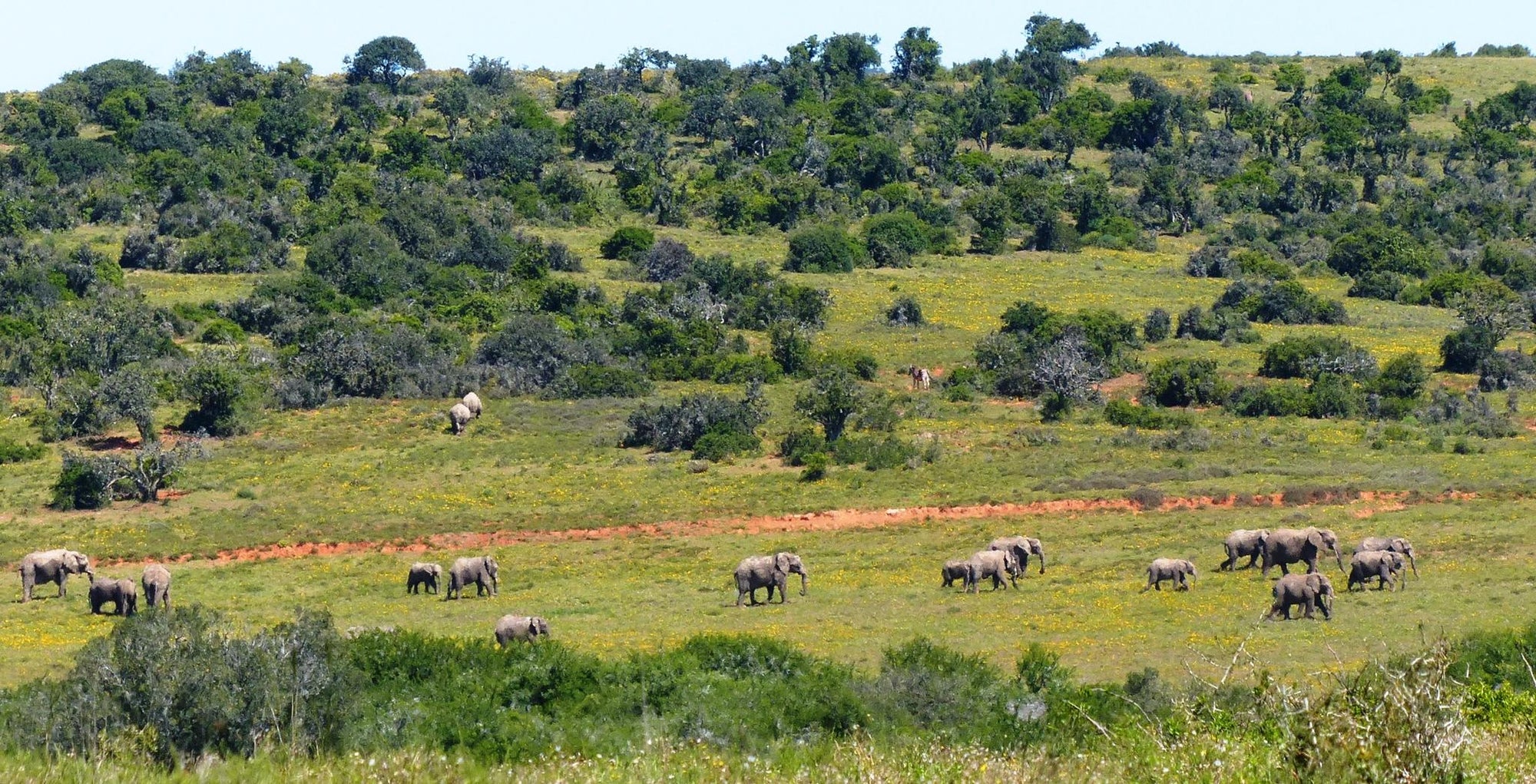 Game Drives gallery image 4