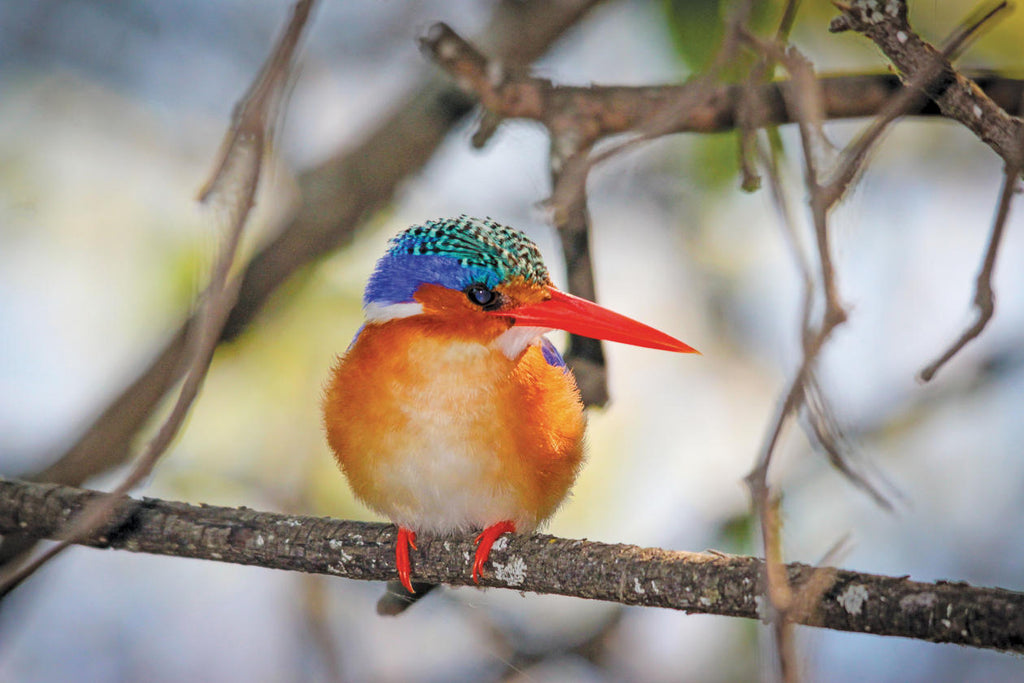 Birdwatching  gallery image 2