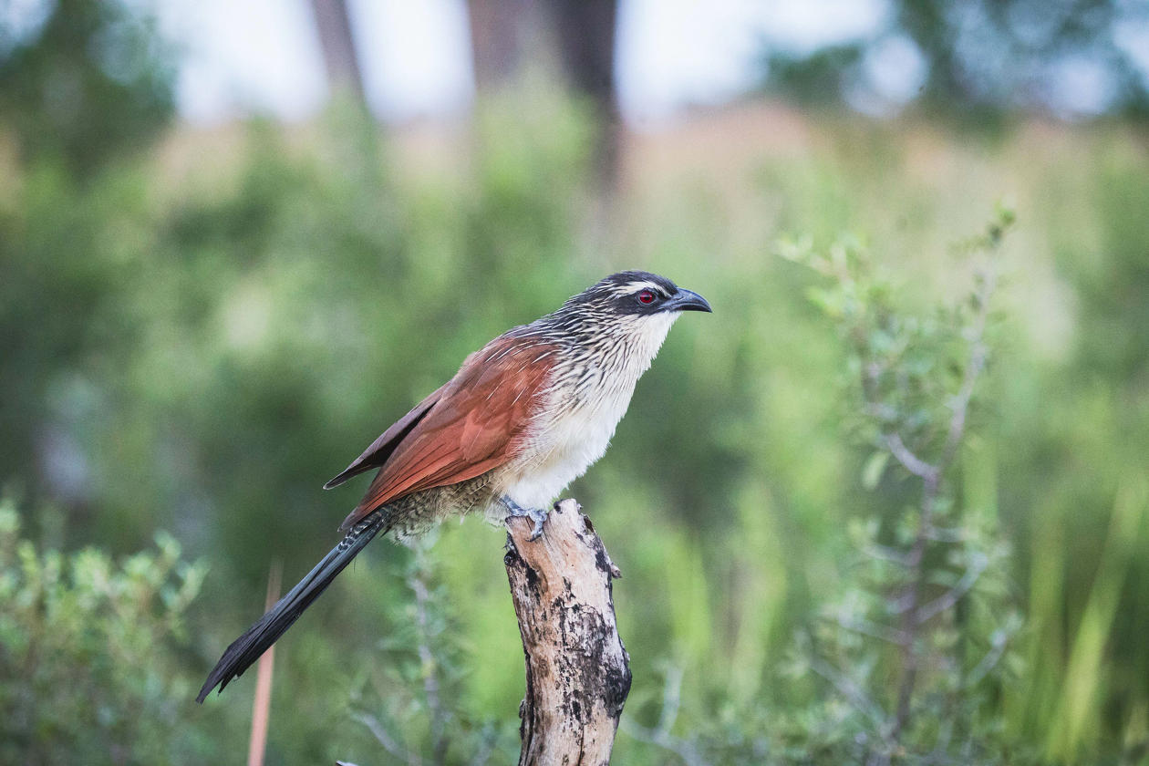 Birdwatching  gallery image 3
