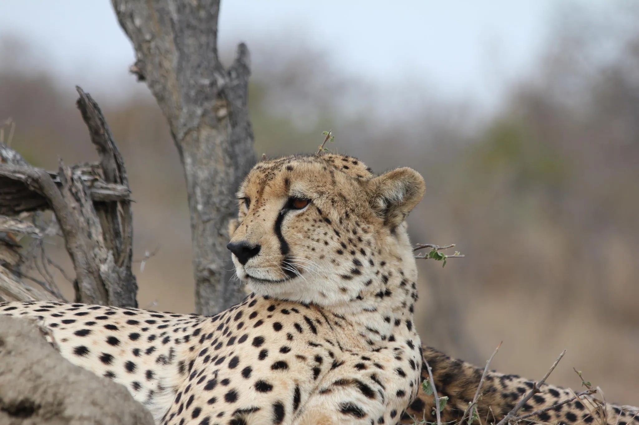 Simbavati River Lodge at Simbavati River Lodge, Timbavati Private Nature Reserve, South Africa.