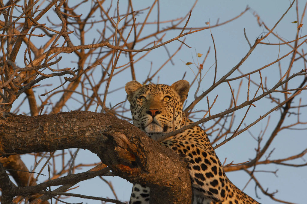 Simbavati River Lodge at Simbavati River Lodge, Timbavati Private Nature Reserve, South Africa.