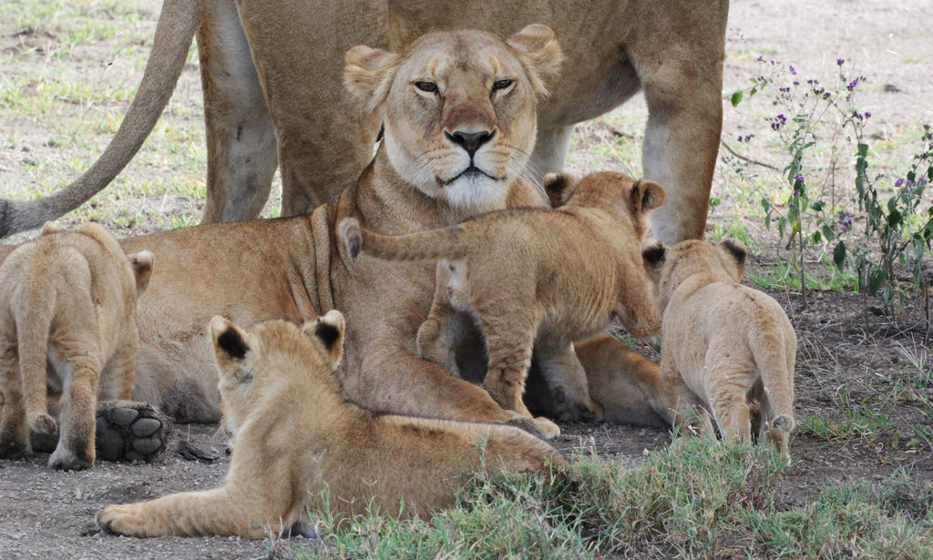 Interact with KopeLion conservation team (Additional Cost) gallery image 2
