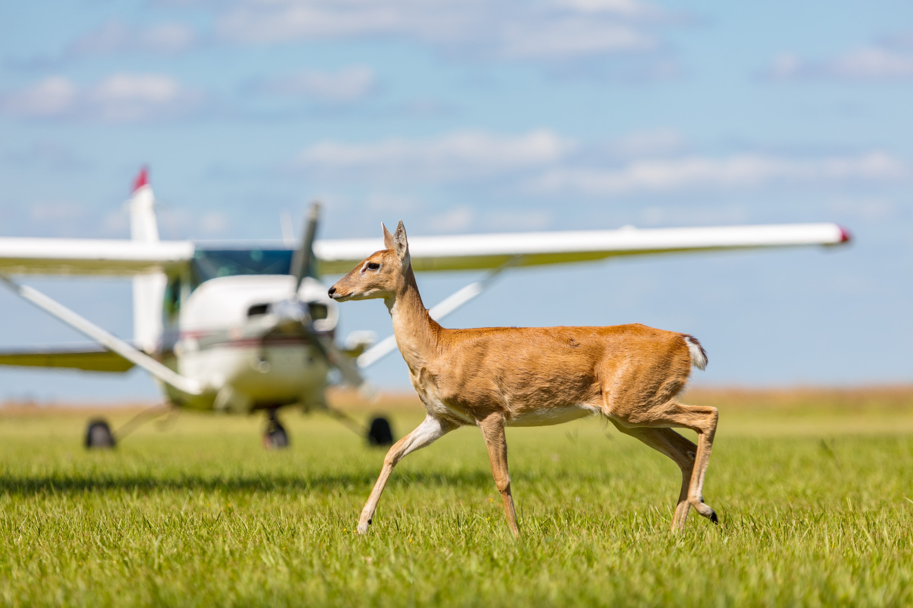 Aero taxi of the area with a deer