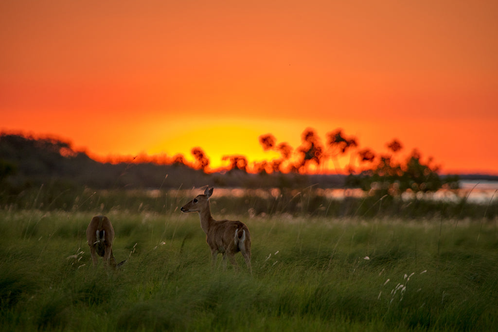 The deers and the sunset