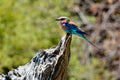 Chobe Day Trip