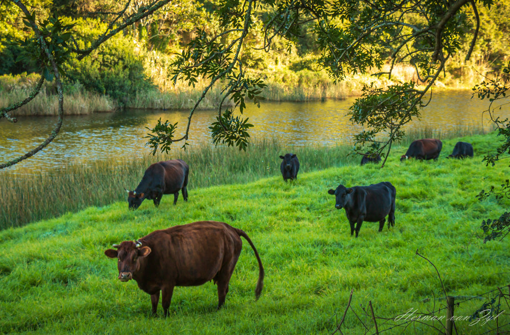Eastbrook River Lodge