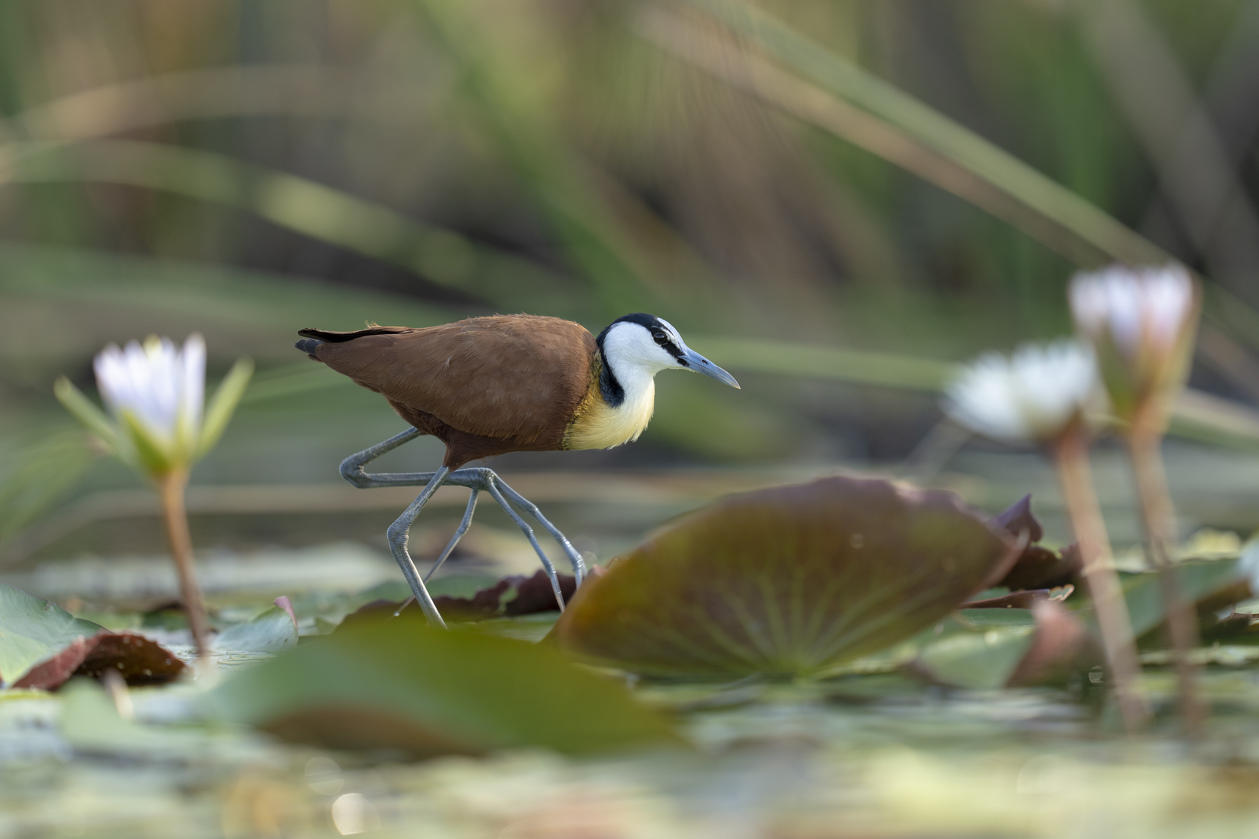 Birdwatching