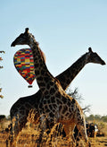 HOT BALLOON SAFARIS