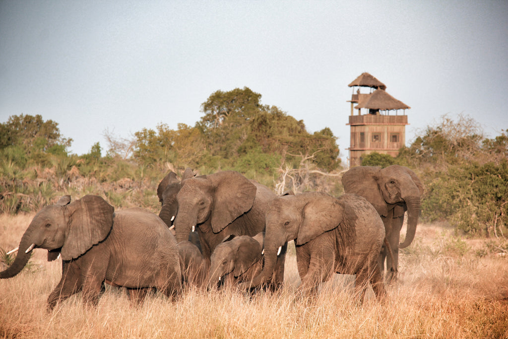 Bab's Camp with Elephants