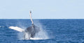 Whale watching gallery image 1