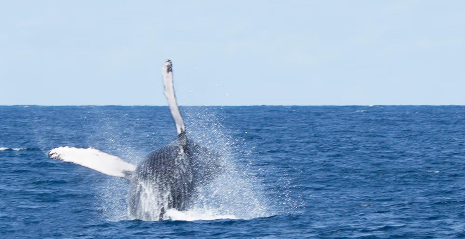 Whale watching