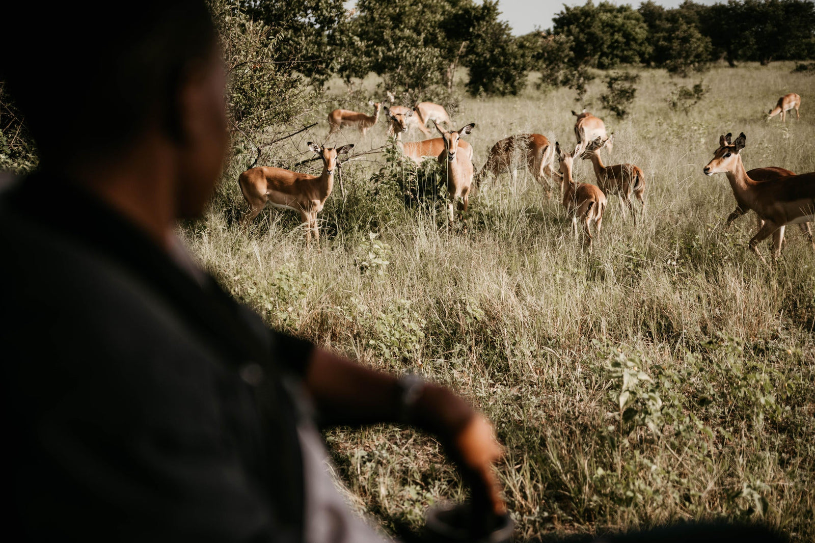 Game Drives