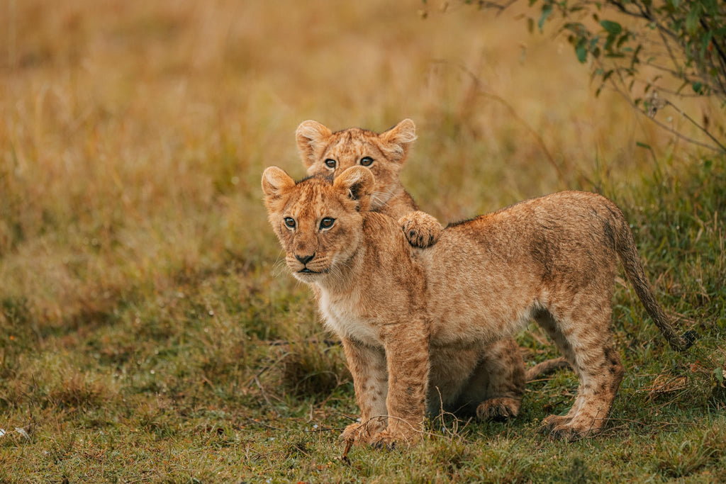 The Game Drive Experience gallery image 1