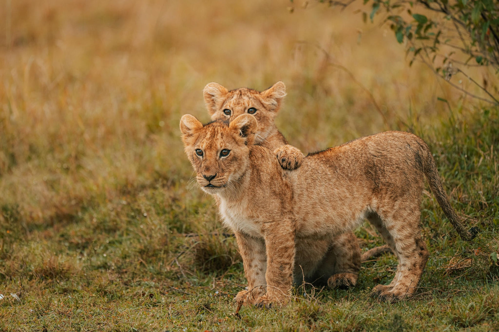 The Game Drive Experience