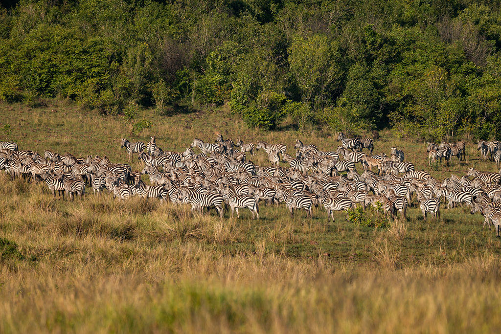 The Game Drive Experience gallery image 9