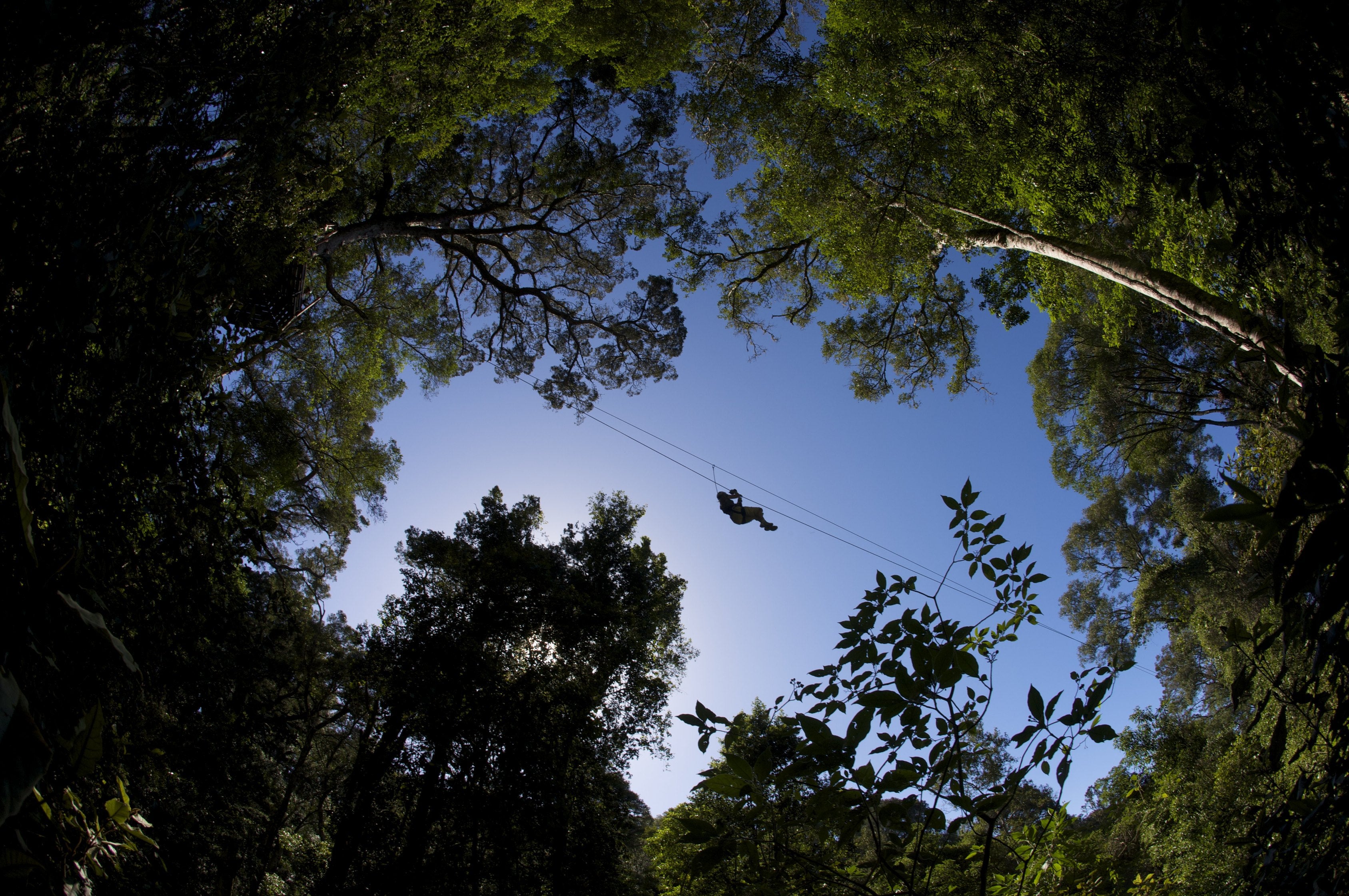 Fairtrade Tree Top Canopy Tour