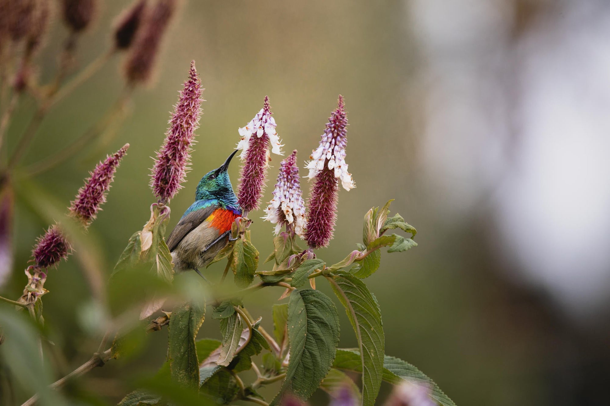 Wilderness Sabyinyo – Guided Bird-Watching Walks gallery image 5