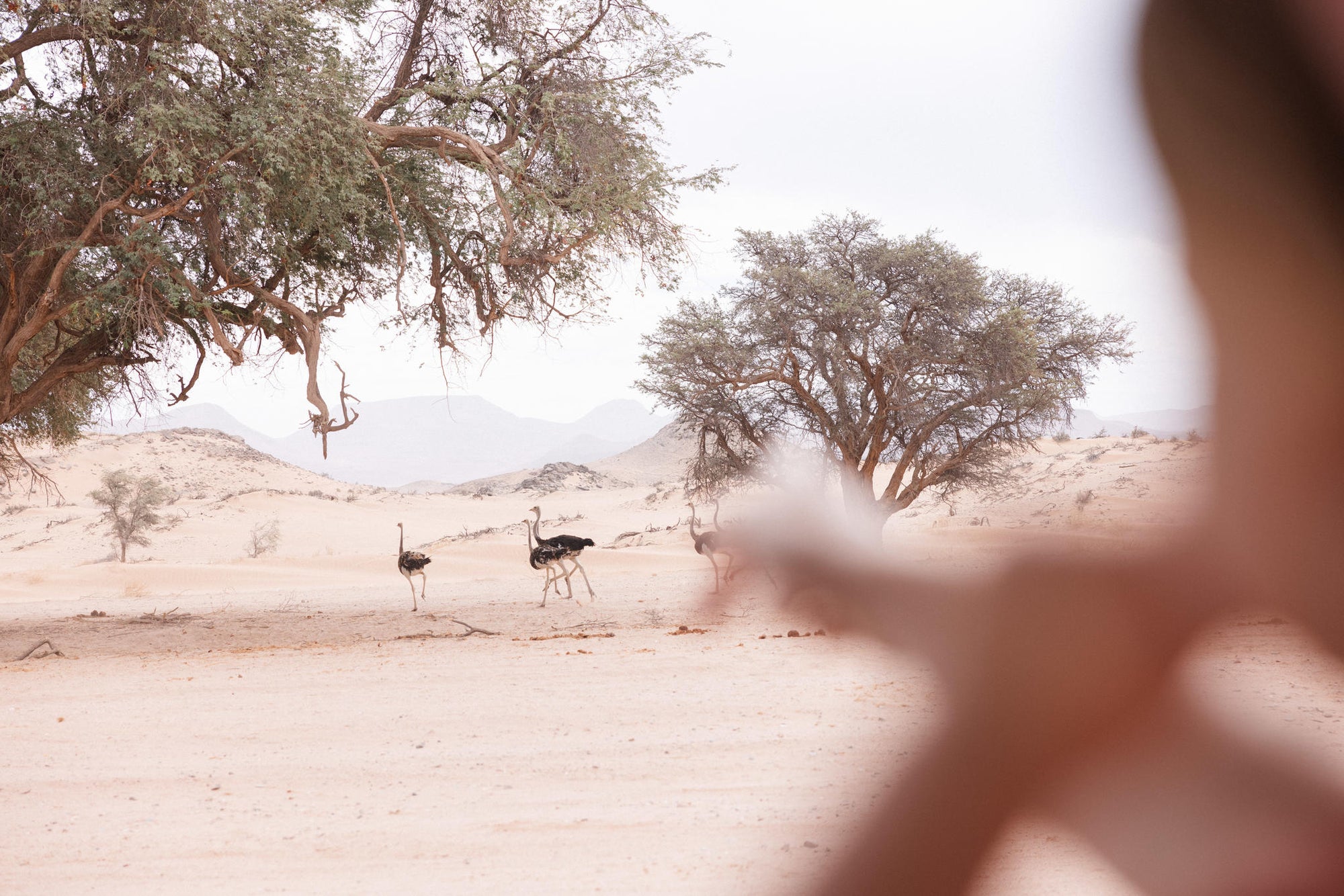 Guided Elephant Experience gallery image 3