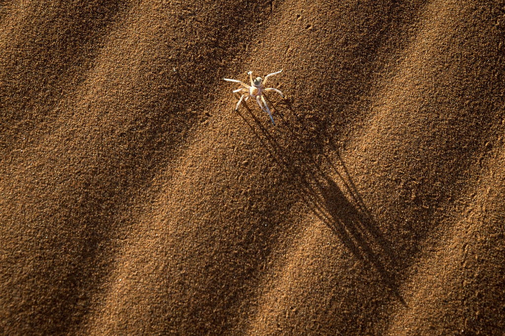Wilderness Kulala Desert Lodge – Guided Nature Trails  gallery image 5