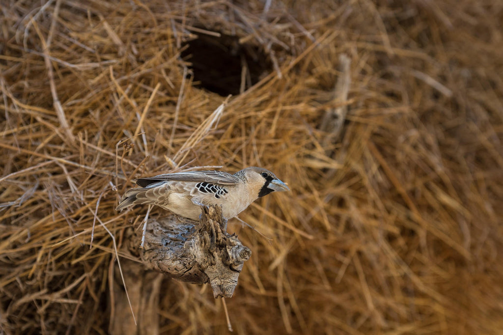 Wilderness Kulala Desert Lodge – Guided Nature Trails  gallery image 6