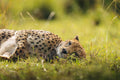 Game Drives  gallery image 1
