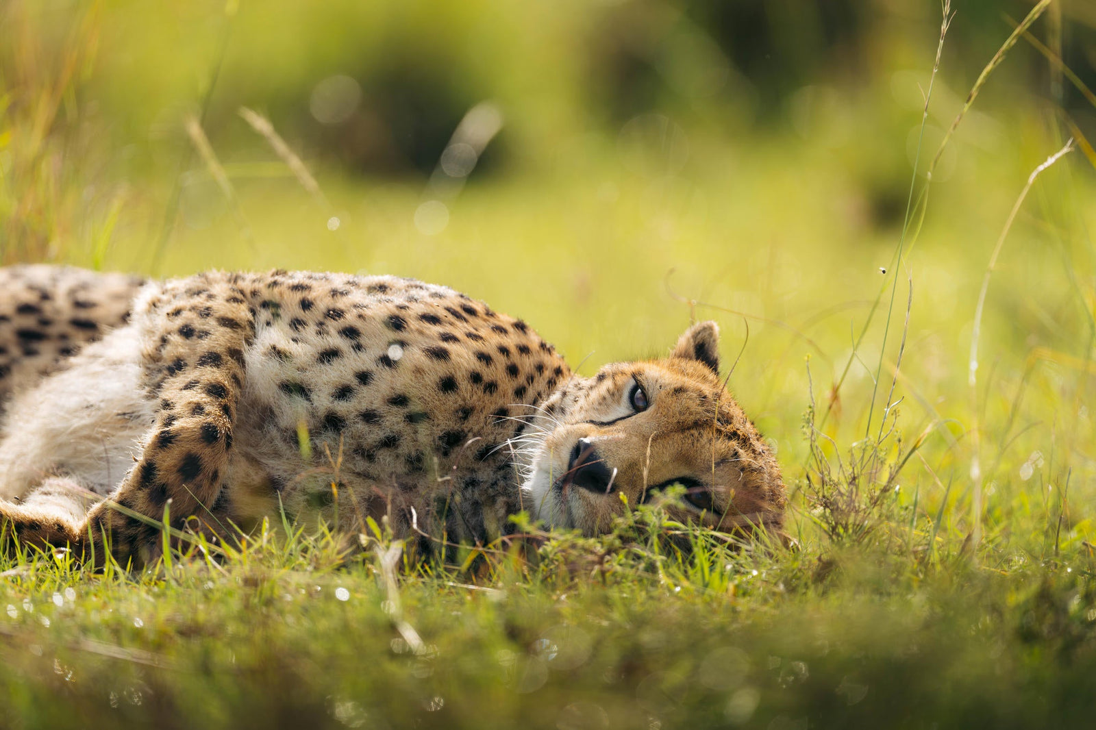 Game Drives