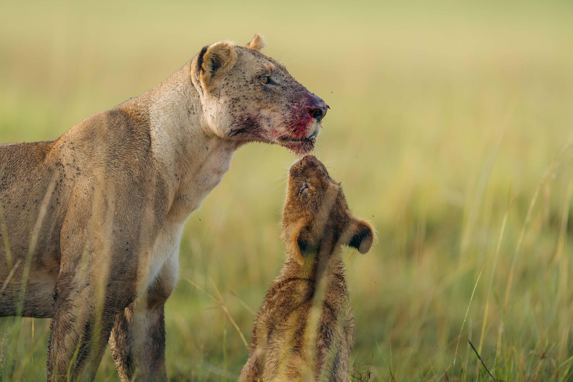 Game Drives  gallery image 3