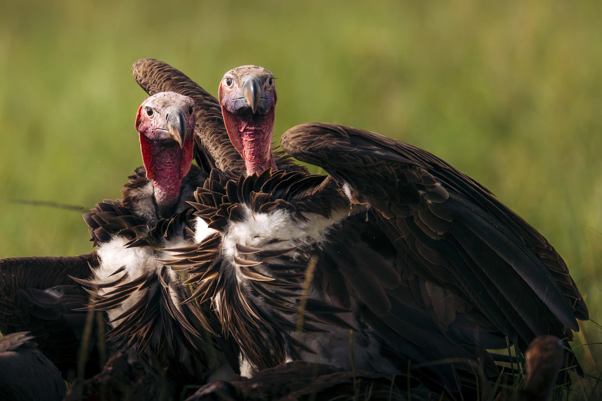 Game Drives  gallery image 4