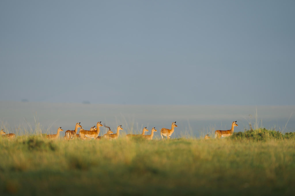 Game Drives  gallery image 6
