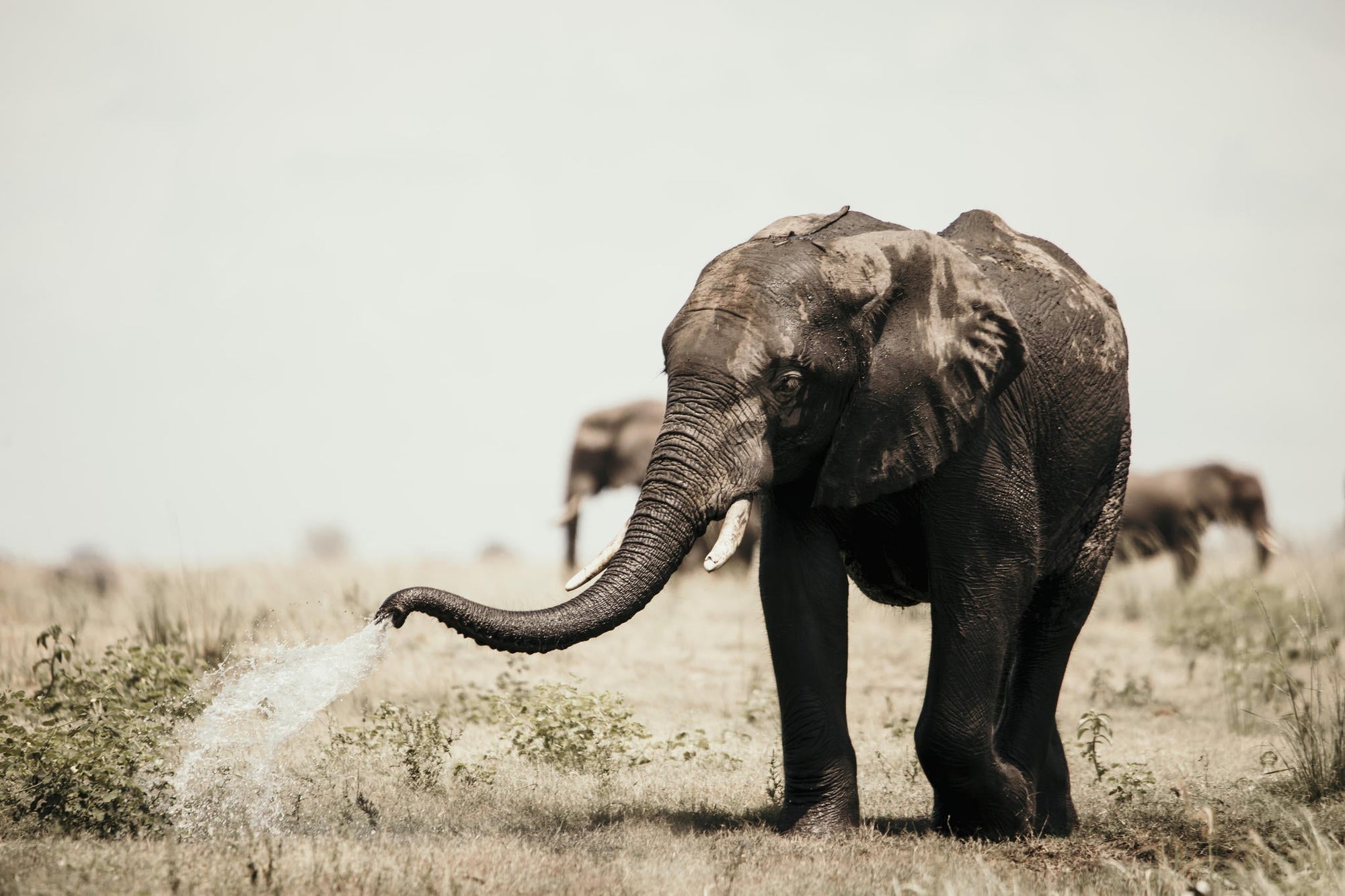 Game Drives gallery image 2