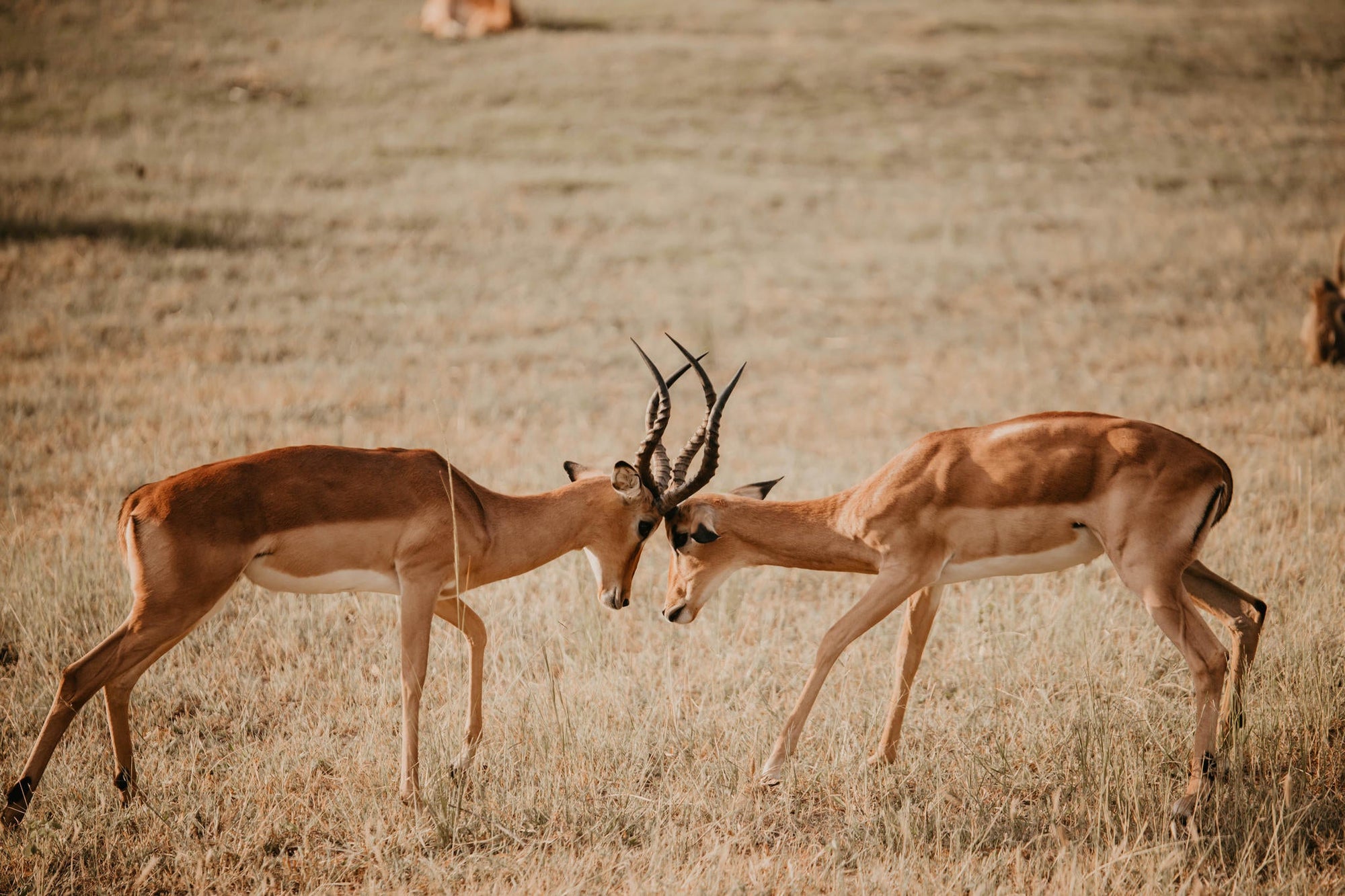 Game Drives gallery image 3