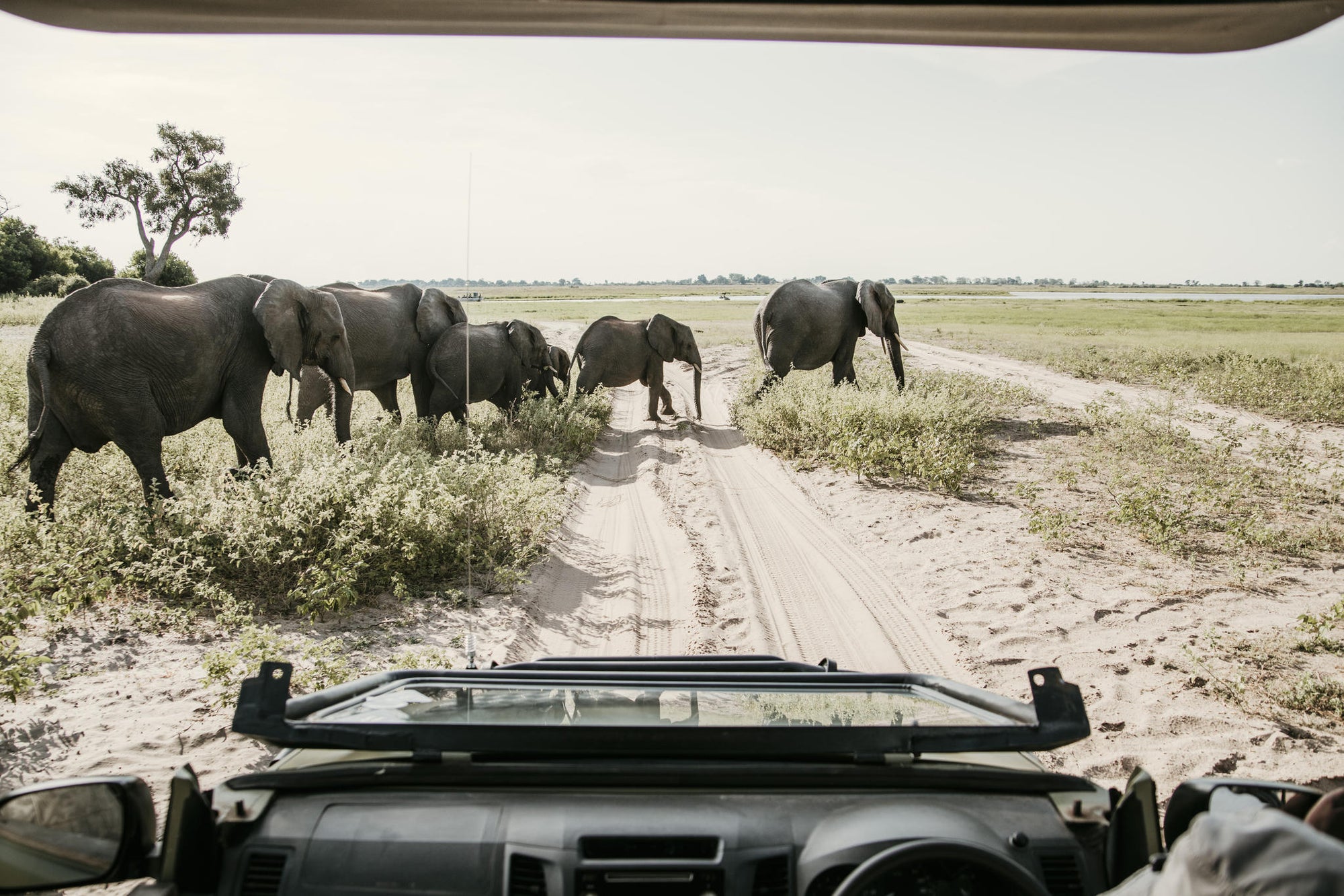 Game Drives gallery image 4