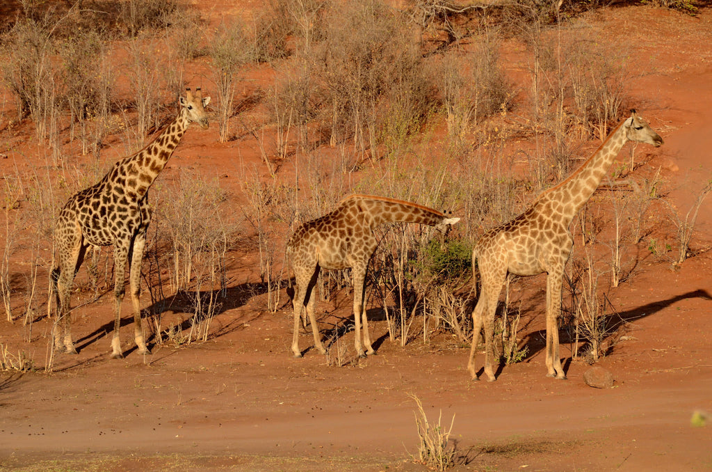 Game Drives gallery image 5