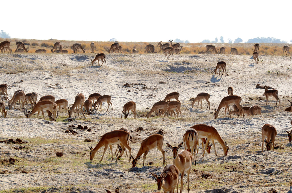 Game Drives gallery image 6