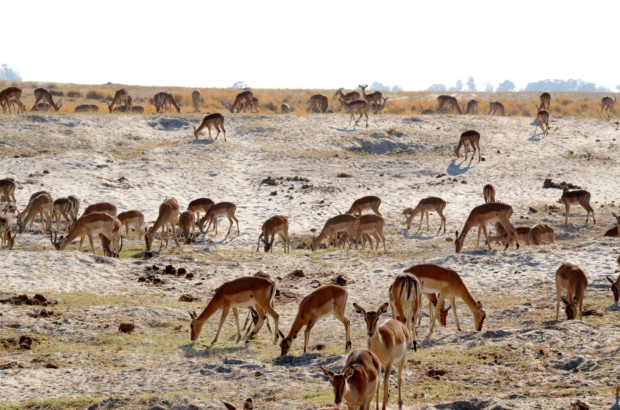 Game Drives gallery image 6