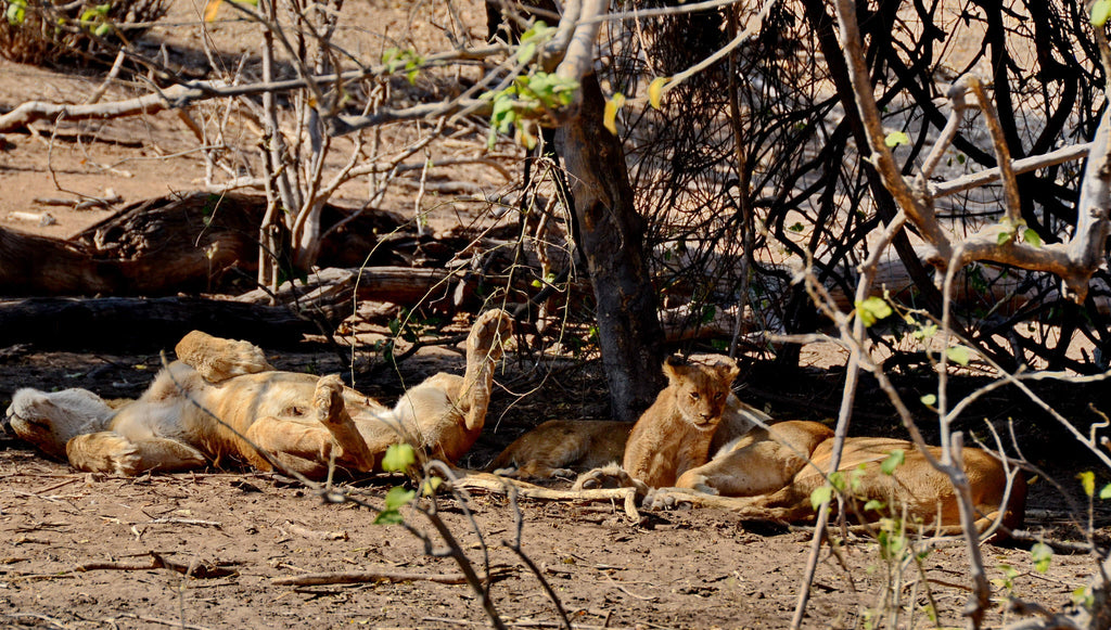 Game Drives gallery image 8