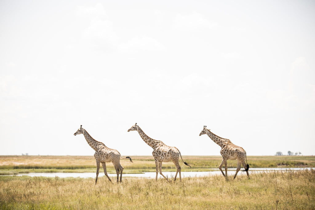 Game Drives gallery image 9