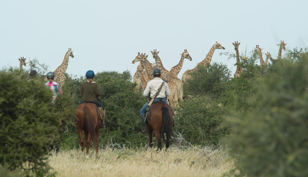 Horseback Mashatu
