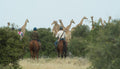 Horseback Mashatu