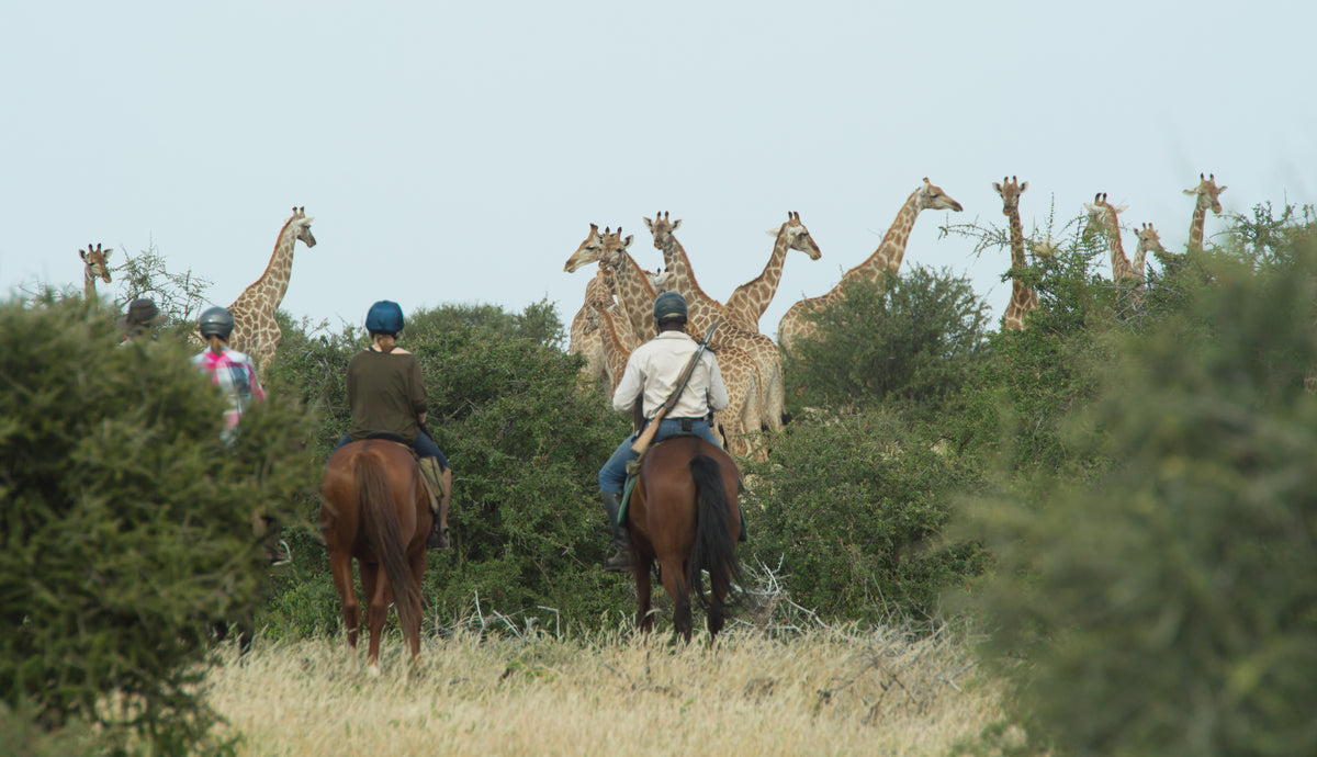 Horseback Mashatu