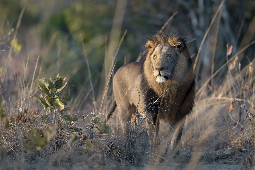 Game Drives gallery image 12