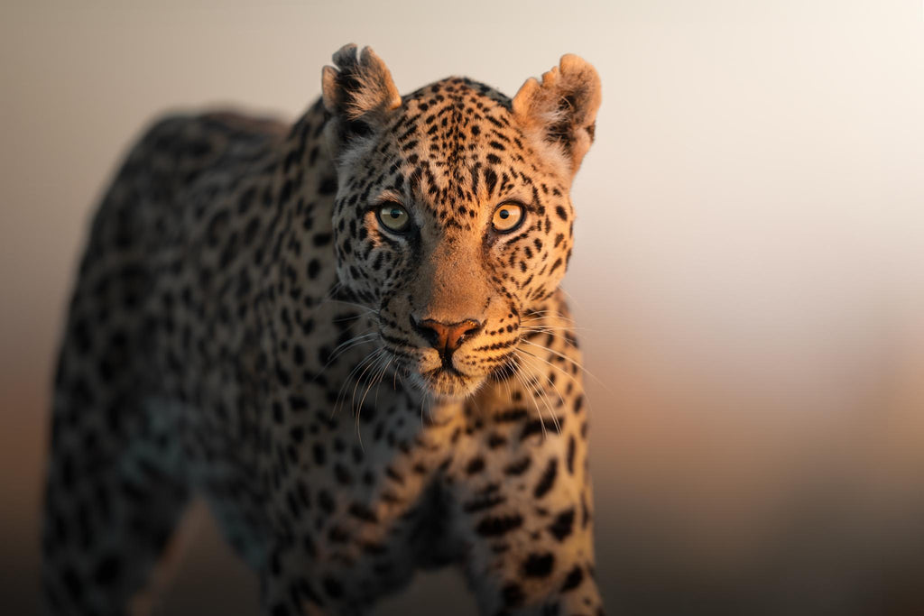 Game Drives gallery image 4