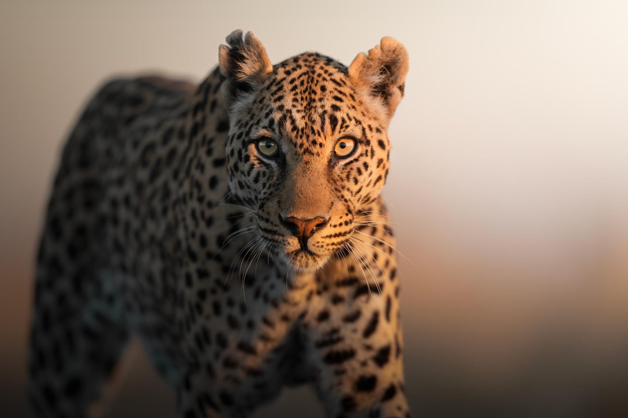 Game Drives gallery image 4