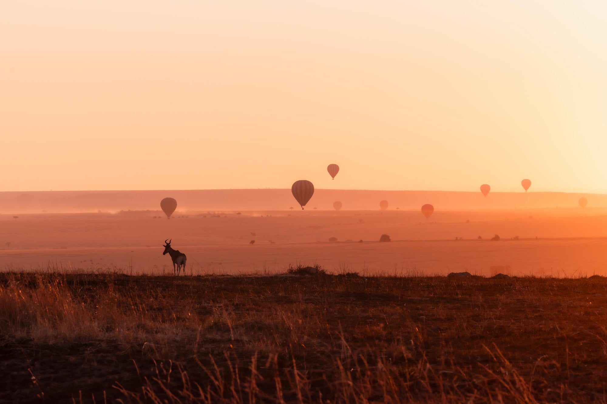 Balloon Safari gallery image 2
