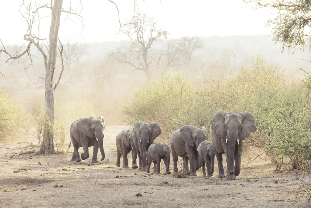 Game Drives, Safaris gallery image 14