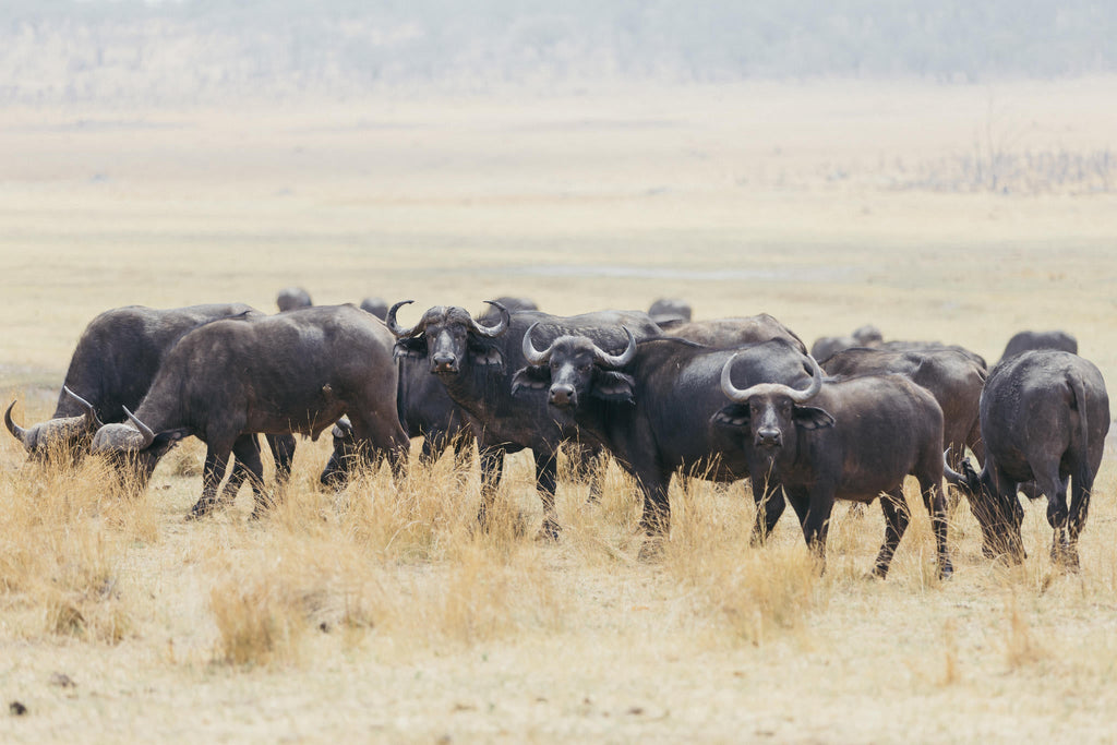 Game Drives, Safaris gallery image 19